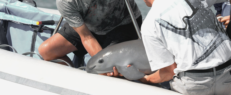  ¿Son los científicos otra amenaza para las vaquitas marinas? 