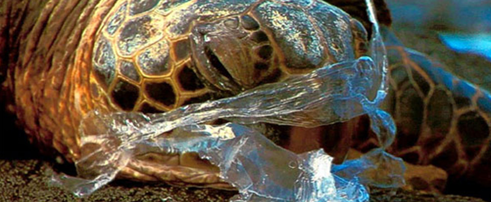 Sea turtles: plastic is deadlier than climate change