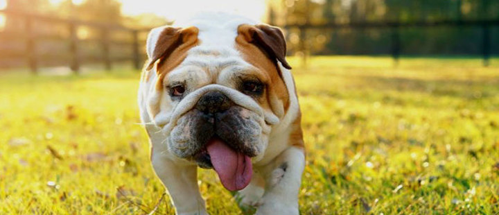 Take care of your pet! Climate change can affect them Take care of your pet! Climate change can affect them