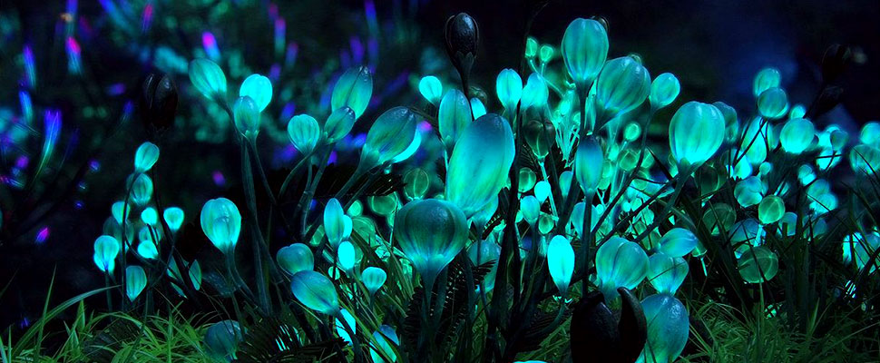 Did you know there are plants that shine like Avatar's?