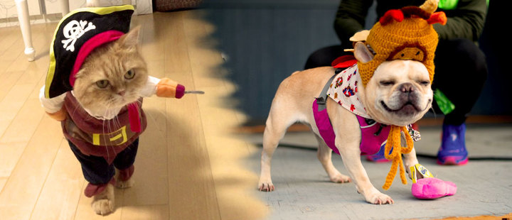 Halloween DIY: 5 costumes for your pet Halloween DIY: 5 costumes for your pet