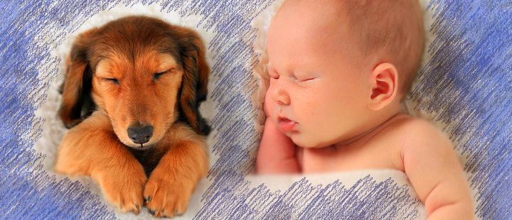 Do you know how to introduce your baby and your pet? Find out here Do you know how to introduce your baby and your pet? Find out here