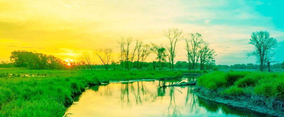 Let's celebrate the importance of wetlands