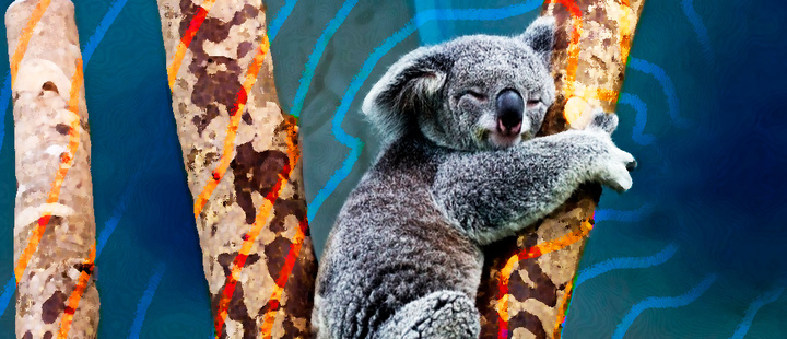 What does it mean that Koalas are functionally extinct? What does it mean that Koalas are functionally extinct?
