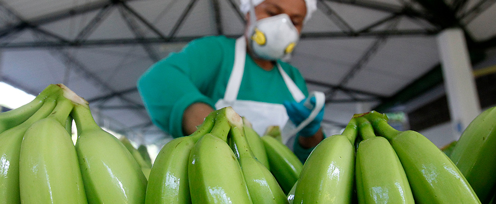 Colombian worker in a banana export company.