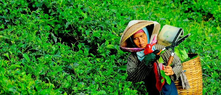 'Green gold': Kenyan farmers abandon food crops to grow herbal stimulant 'Green gold': Kenyan farmers abandon food crops to grow herbal stimulant