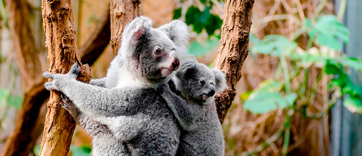 Poo transplants to help save koalas Poo transplants to help save koalas