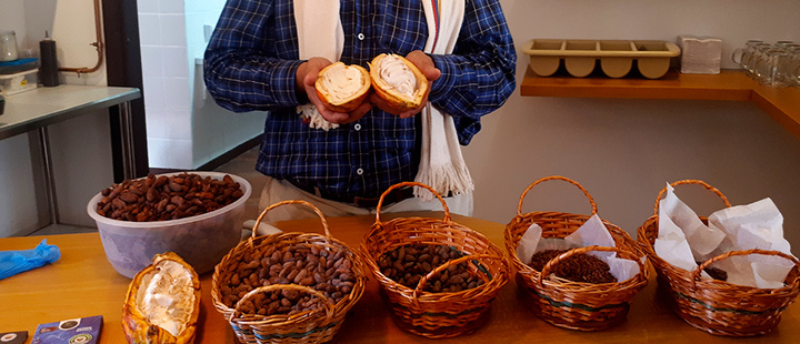 From coca to cocoa, Colombian farmers reinvent themselves From coca to cocoa, Colombian farmers reinvent themselves