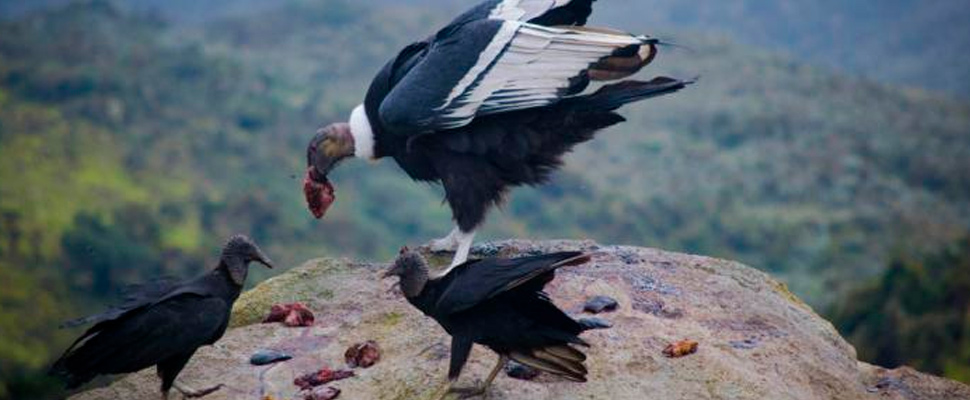 Black vultures and Andean condors are carnivorous birds that specialize on consuming carrion.