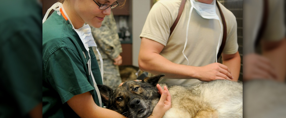 Veterinary doctor attending a dog.