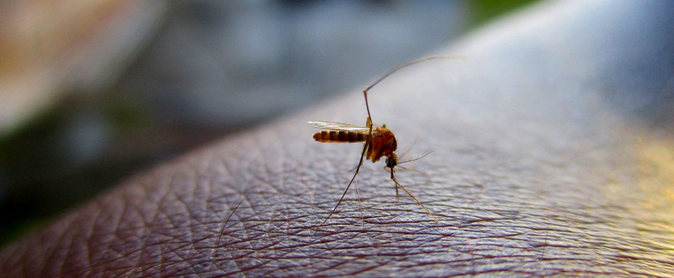 Dengue virus transmitting mosquito.