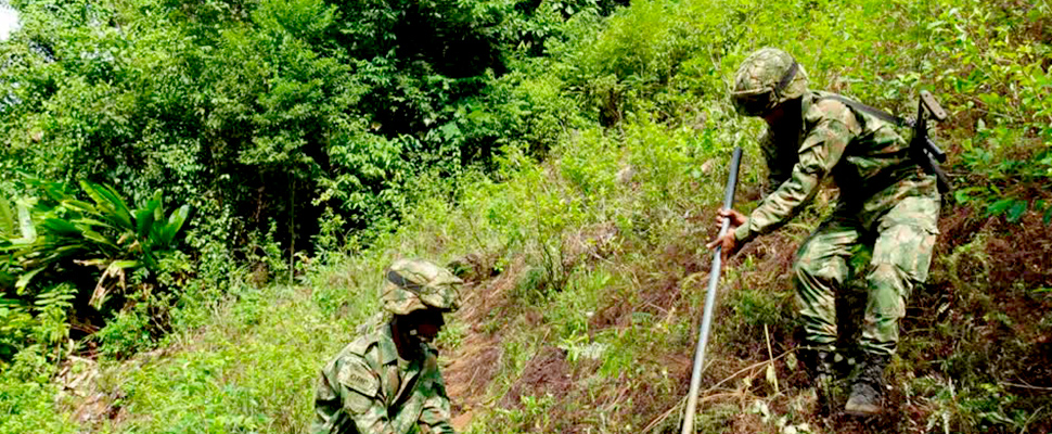 Two soldiers working in a coca crop.