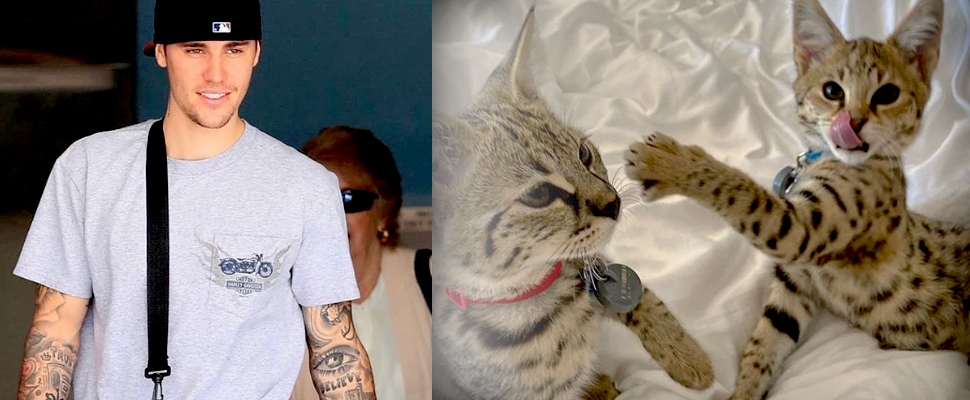 Justin Bieber and his two pets.