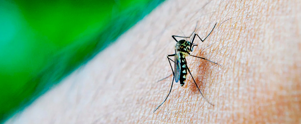 Dengue virus carrying mosquito on the arm of a person.