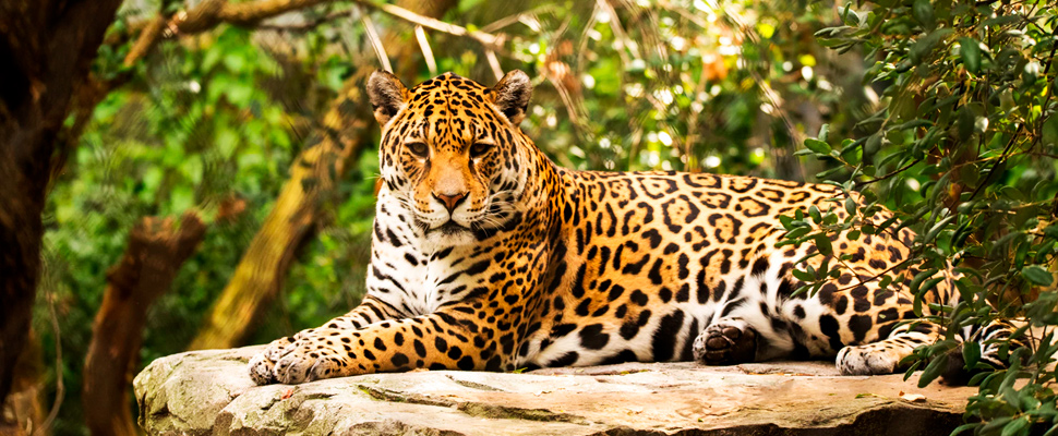jaguar lying on a rock.