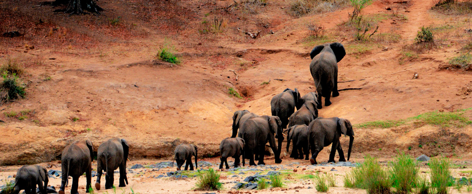 Herd of elephants in a mountain.