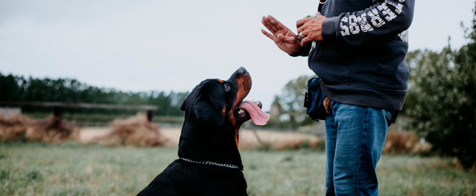 Man training a rottweiler.