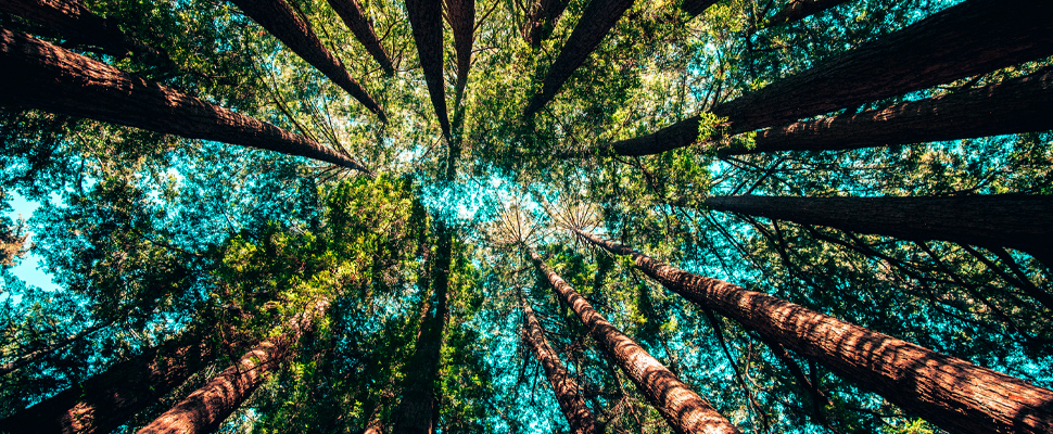 Trees in a forest.