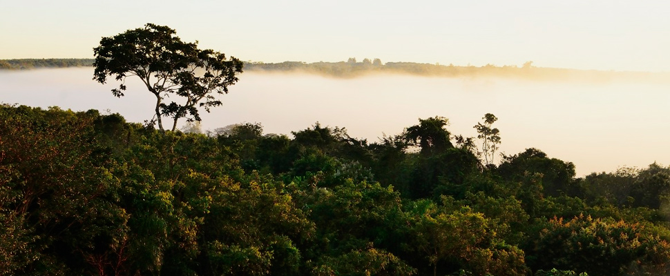 Forest with variety of trees.