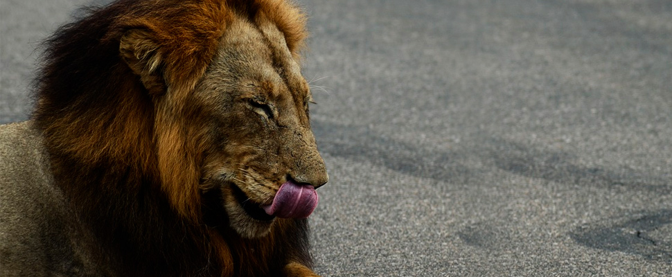 Lion lying down