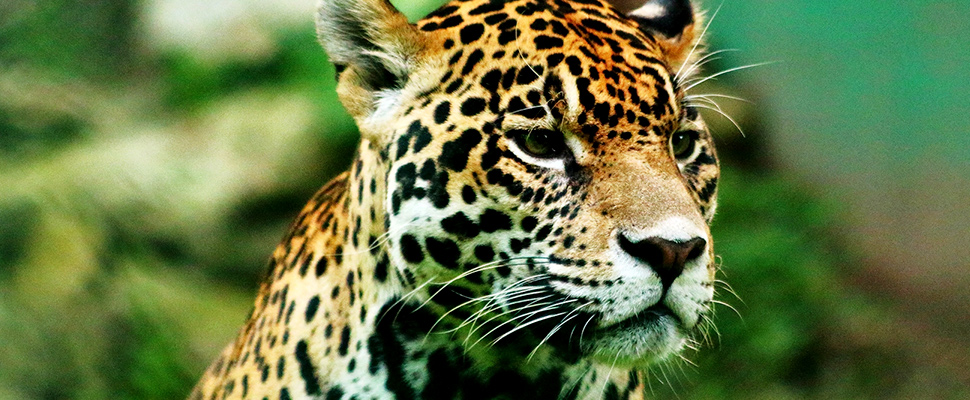 Jaguar Panthera onca