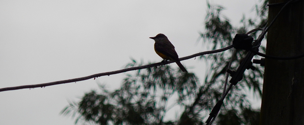 Bird on a rope.