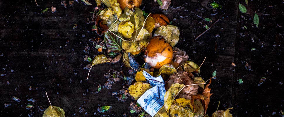 Leaves and fruits with garbage in a natural area