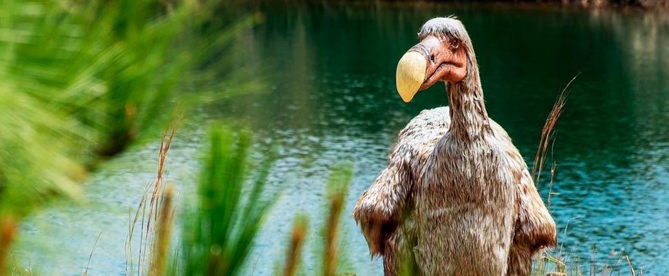 Sculpture of a dodo