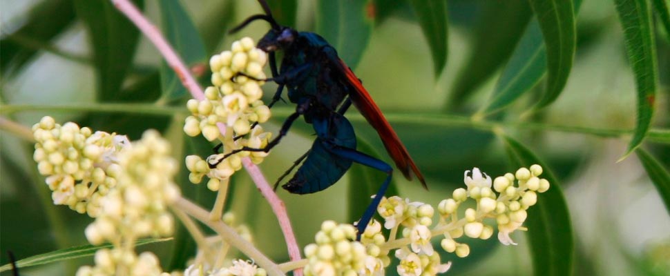 Tarantula hunting wasp