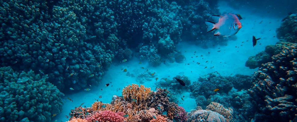 Photo under the ocean