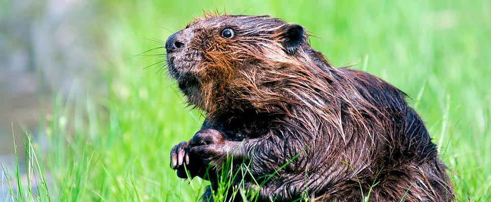 American beaver