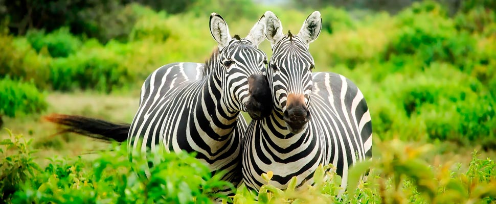 Zebras in a forest