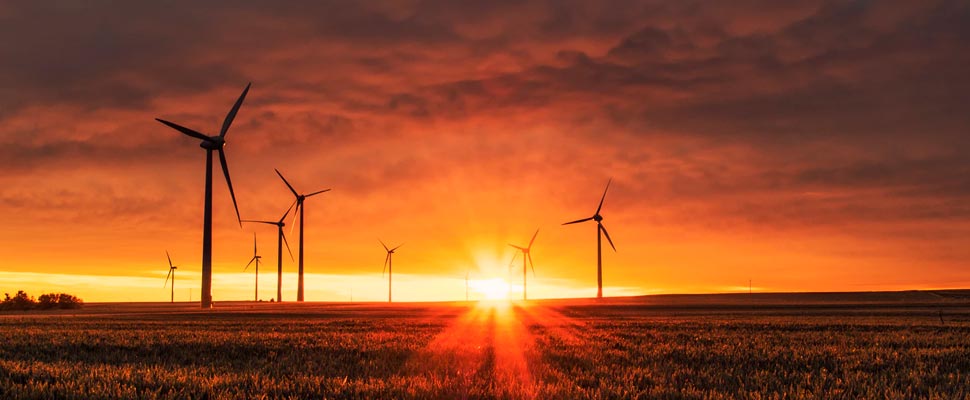 Windmills in a field