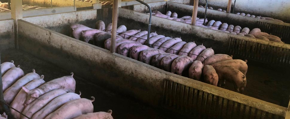 Pigs in a hatchery