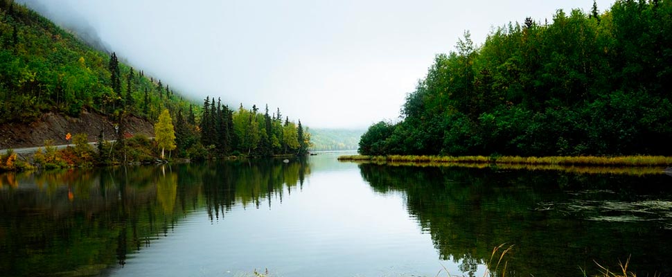 Trees and water