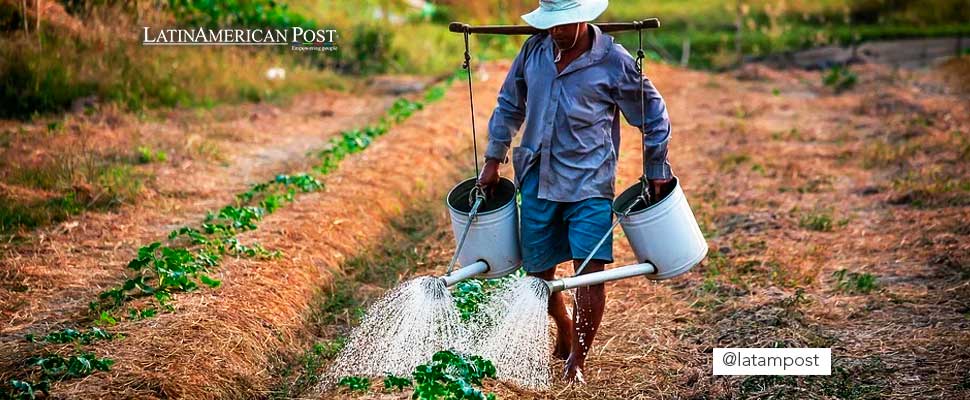 Farmer watering his crop