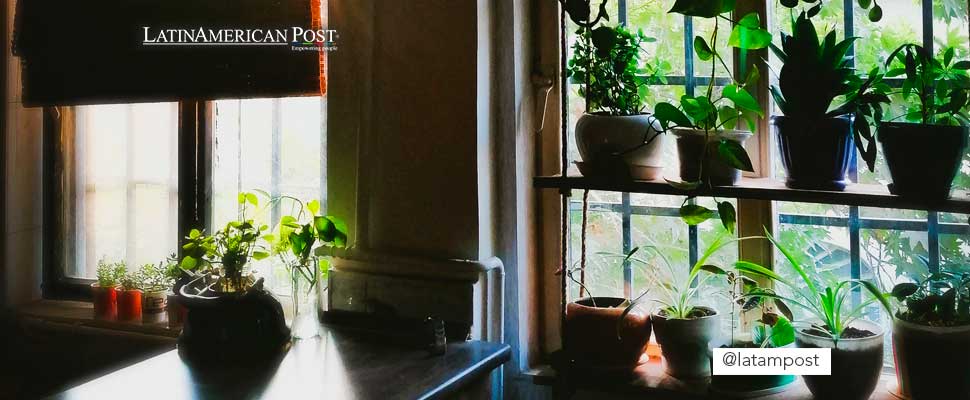 Different pots with plants near a window