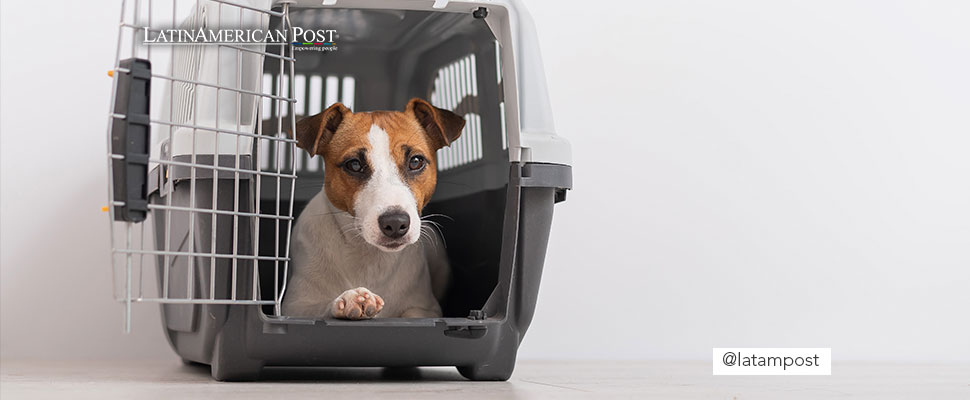 Jack russell terrier dog inside an animal travel transport box