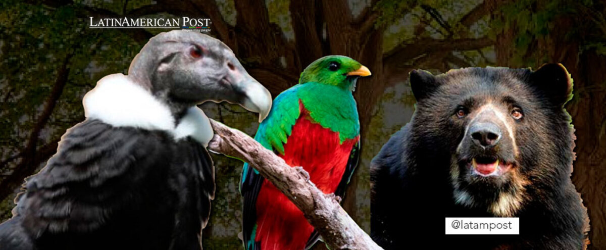 Andean Condor, Quetzal and Spectacled Bear