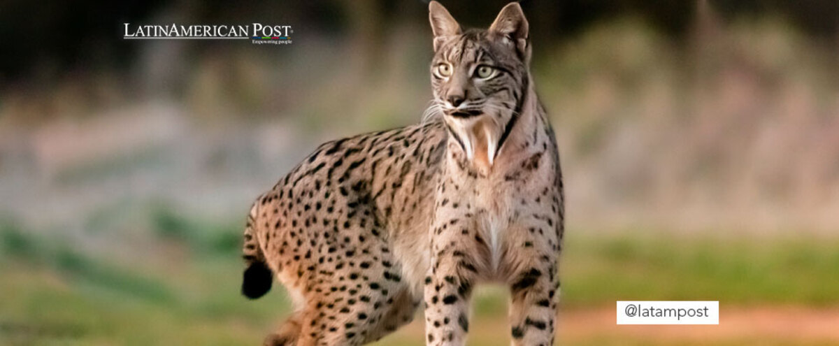 iberian lynx