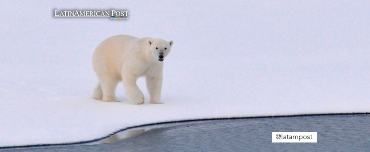 white polar bear