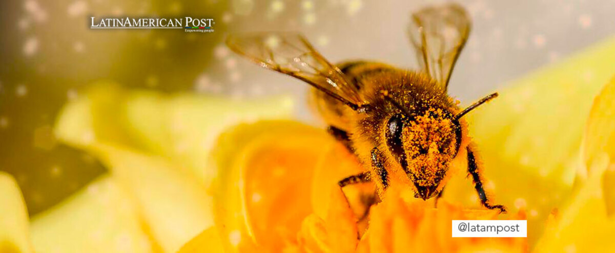 bee on a flower