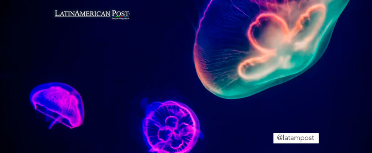 immortal jellyfish polyp