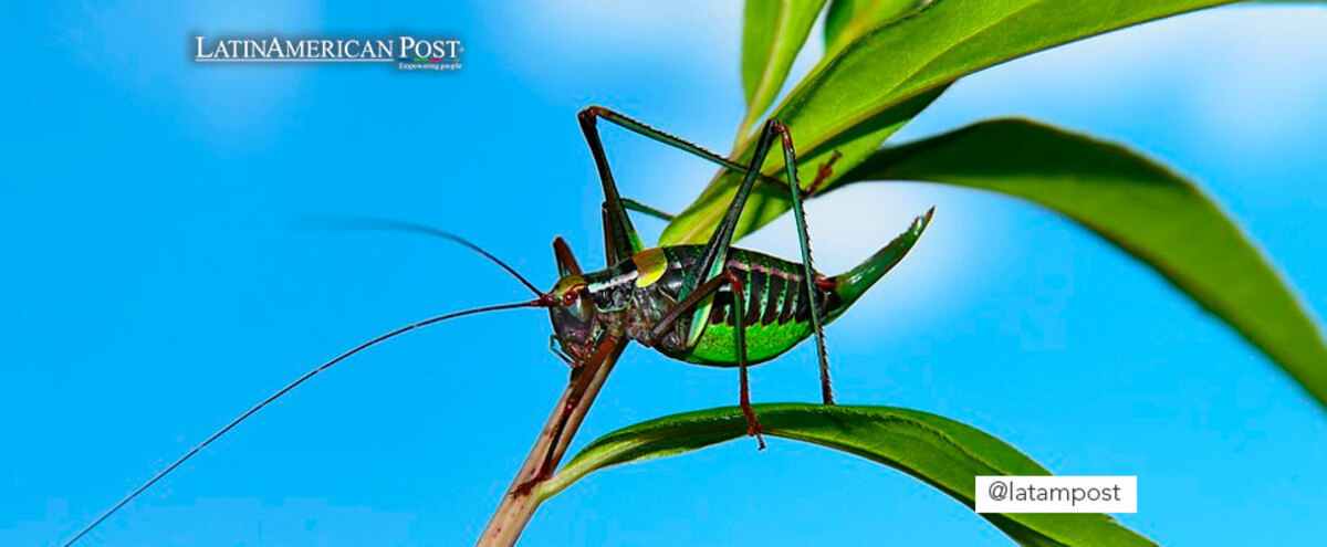 Cricket