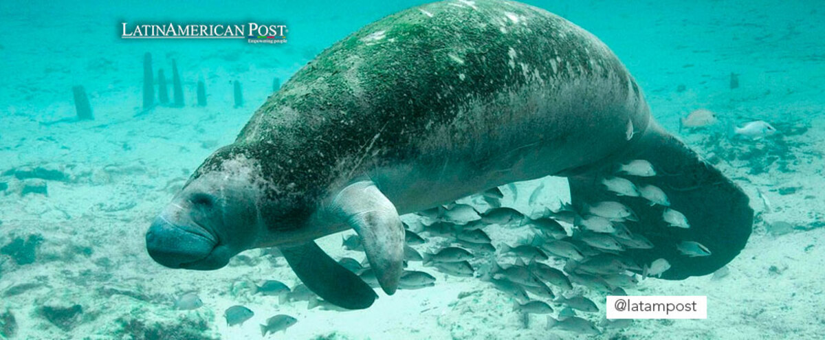 sea cow