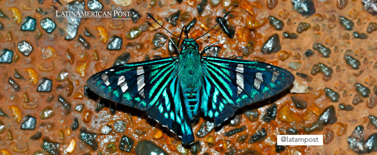 Phocides johnsoni butterfly