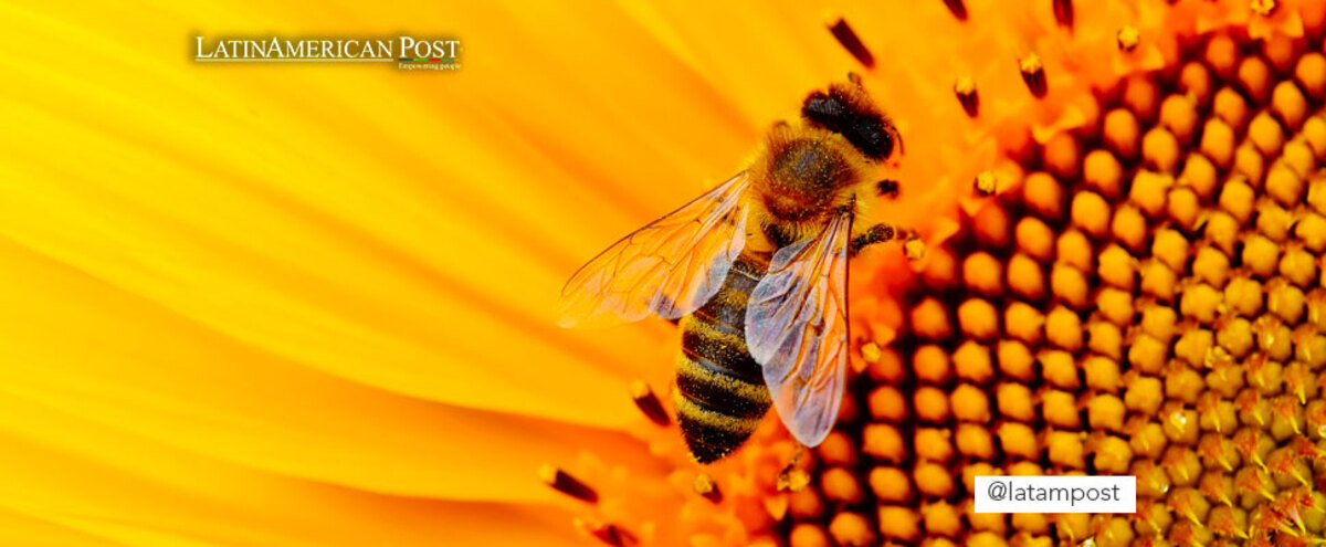 bee on a sunflower