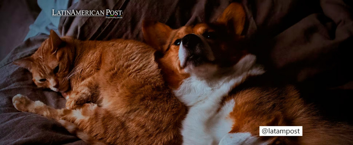 Cat and dog lying on a bed