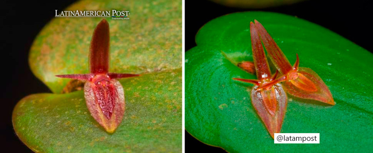 Pleurothallis petroana and Pleurothallis franciana