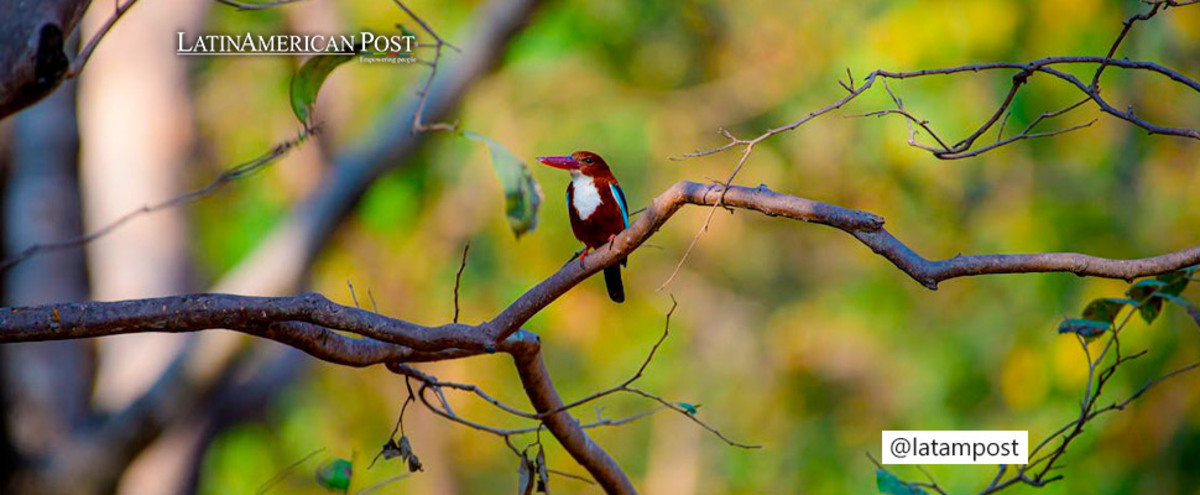 bird in a tree